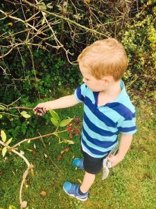 Picking Elderberries